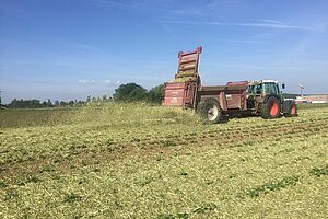 Épandage du mulch de transfert sur des plantes de pommes de terre. Photo: Heinz Brauchli, Diessenhofen.