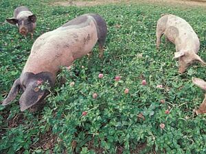 des porcs dans un champ de trèfle