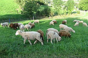 Des agneaux dans un pâturage