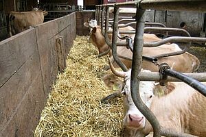 Vaches dans des logettes munie d'un couloir de fuite à l'avant