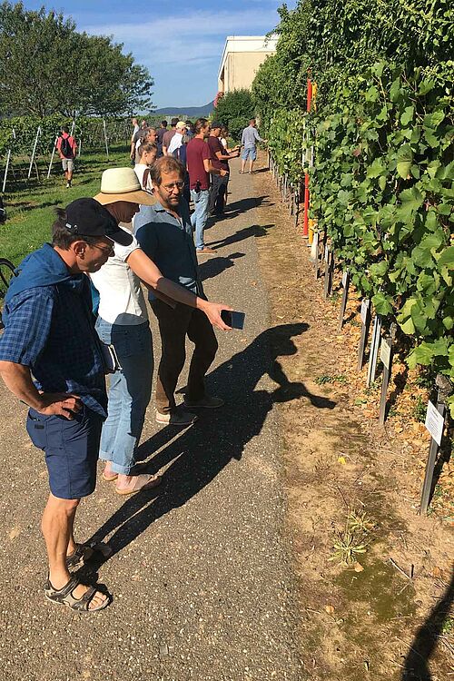 Un groupe de viticulteurs devant une rangée de ceps de vigne.