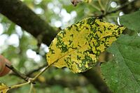 Feuilles avec des symptômes typiques d’attaque de marssonina. Jaunissement des feuilles avec des zones vertes ramifiées où le champignon est actif et avec des petits points noirs (les acervules) où les spores sont formées. Photo: FiBL