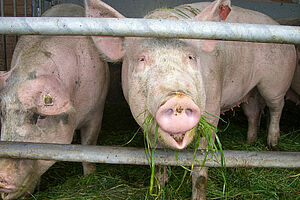 Un porc sur sa courette, avec de l'herbe dans la bouche.