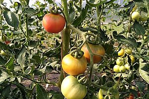 Tomates de maturité différente sur une branche