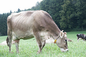Une vache de la race Brune au pâturage.