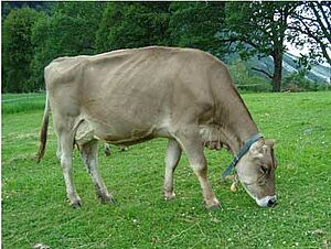 Une vache brune au pâturage