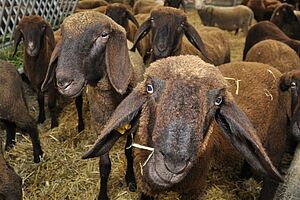  Un groupe de moutons bruns. 