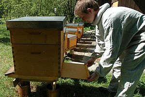 Garçon comptant les varroas morts dans une ruche en plein air