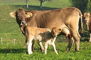 Une vache mère et son veau au pâturage.