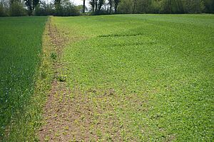 A gauche, un champ de céréale bien vert; à droite, dans la jeune culture de pois, il y a de nombreuses plantes brûlées par l'herbicide.
