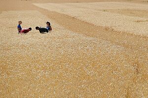 Quatre personnes dans un champs de blé
