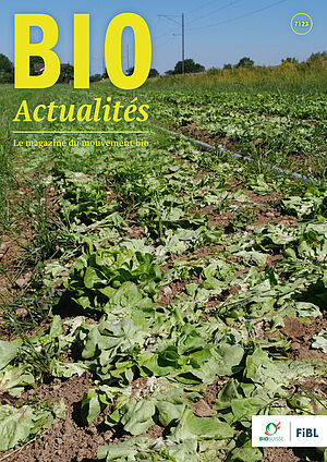 Page de couverture du Bioactualités 7|23: Un champ pour la production de coeurs de salades
