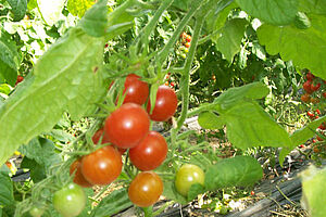 Mouches blanches sur une feuille de tomate