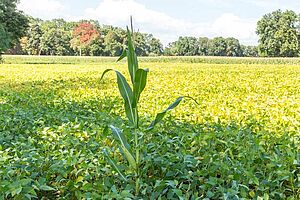 PLante de maïs dans un champ de soja bien vert.