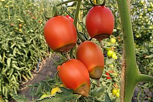 Quatre tomates avec des nécroses apicales sous serre