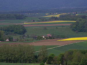 Paysage du canton de Vaud à l'époque de la floraison du colza. On voit entre autre des champs de colza en floraison, des champs fraîchement labourés, des champs de céréales en pleine croissance, des haies et bosquets.