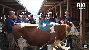 Des agriculteurs et des épouses d'agriculteurs se tiennent dans l'étable à côté d'une vache et discutent