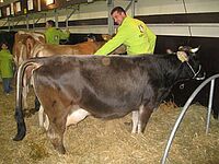 « Latina », vache grise réthique avec son propriétaire David Perreten, de Feutersey (BE), dans le Simmental