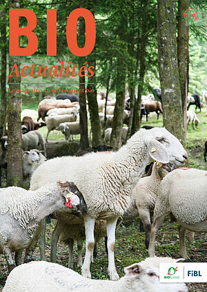 Page de couverture du Bioactualités 6|2022: Des mouton sur un alpage.