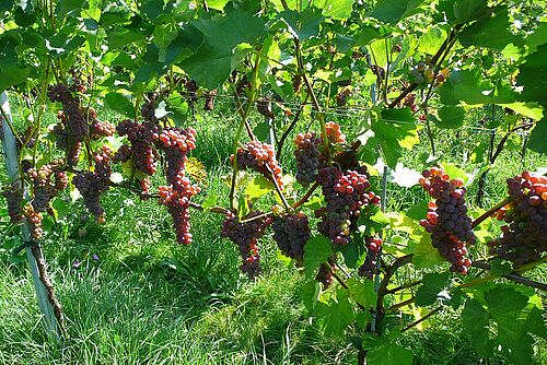 des raisins rouges mûrs et brillants sur les vignes