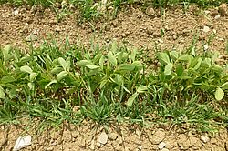Soja et avoine mélangés sur la ligne, les plantes font 15-20 cm de haut. A droite et à gauche de la ligne, le sol est sarclé. 