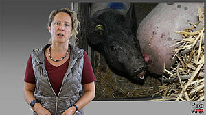 Femme parlant devant la photo avec un cochon qui mord la queue d'un autro cochon