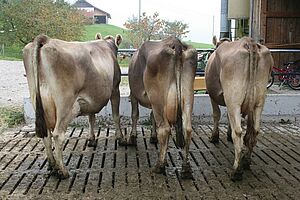 Trois vaches avec des états corporelles différentes sont observées de dos.