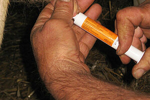 Deux mains qui insèrent dans un trayon de vache un antibiotique avec une seringue blanche