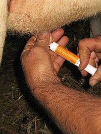 Deux mains qui insèrent dans un trayon de vache un antibiotique avec une seringue blanche