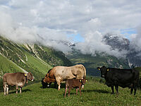 Famille de bovins avec taureau, vaches et veaux à l'alpage