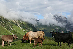 Famille de bovins avec taureau, vaches et veaux à l'alpage