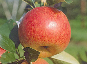 Ausgereifter Apfel der Sorte Topaz, am Baum hängend.