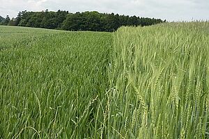 En juin, différentes bandes de blés encore bien verts