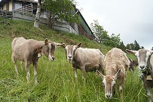 Groupe de chèvres au pâturage en dessous des bâtiments de l'alpage