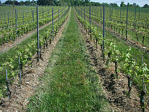 Vue d'une vigne au printemps, au début de la croissance de la vigne. Il y a de l'herbe entre les rangs de vigne;: sur les rangs, le sol est travaillé et donc absent d'herbe.