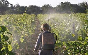 Une personne avec un pulvérisateur à dos traite une vigne avec des préparations biodynamiques