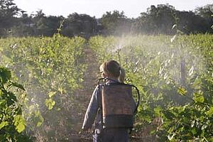 Une personne avec un pulvérisateur à dos traite une vigne avec des préparations biodynamiques