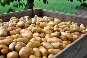 Paloxe remplie de belles pommes de terre.