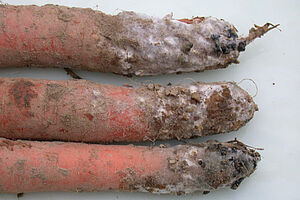 Trois carottes, pointes des racines enroubées avec un duvet blanc