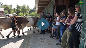 Les visiteurs inspectent les vaches de race Suisse Brune sous la voûte du bâtiment