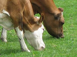 Deux vaches broutent l'herbe tendre au pâturage