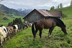 Un cheval et des vaches dans le pré