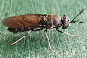 La mouche soldat noire, Hermetia illucens, est originaire des latitudes subtropicales et tropicales d’Amérique. Photo: FiBL, Jens Wohlfahrt