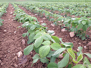 Rangs de soja, le soja a environ 20 cm de haut; entre deux, le sol est nu, il y a des cailloux.