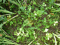 Autour: tiges de colza; au milieu: jeunes plantes de trèfle sou9terrain.