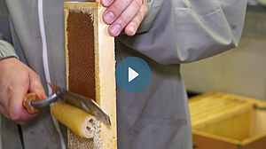 L'apiculteur gratte la cire d'un rayon de miel