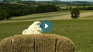 Paysage avec un mouton blanc au premier plan
