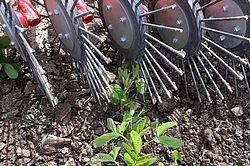 Herse-étrille rotative dans un champ de soja, le soja a environ 15 cm de haut. 