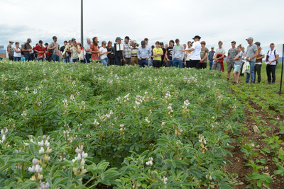 Un groupe de personnes au bord d'un champ. Au premier plan, on peut voir des lupins en fleurs.