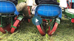 Machine à planter les jeunes plants de légumes dans un champ recouverts de paillis